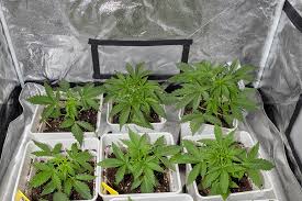 Discovering Marijuana Seeds Tennessee A Comprehensive Guide
