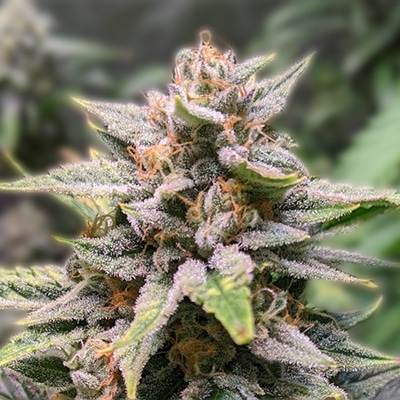 Discovering Marijuana Seeds Tennessee A Comprehensive Guide
